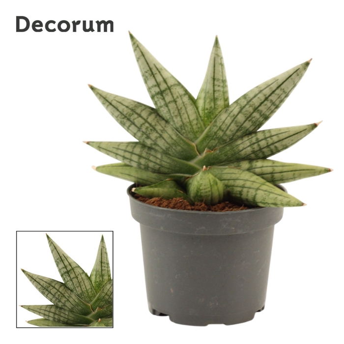 <h4>Sansevieria Yaya Fan 9 cm (Decorum)</h4>