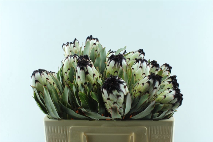 <h4>Protea Mag Niobe</h4>