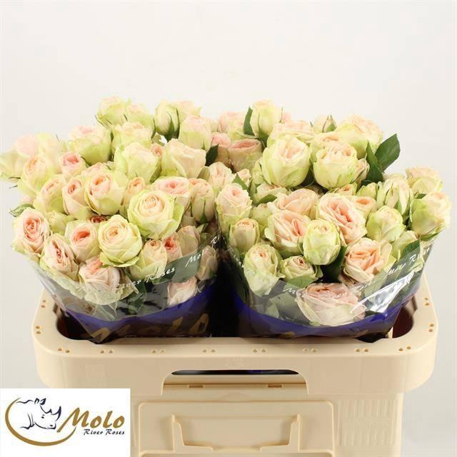 <h4>R TR RLM ING KRISTI</h4>