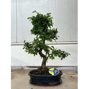 Zelkova parvifolia, 32cm., shape, with drip tray
