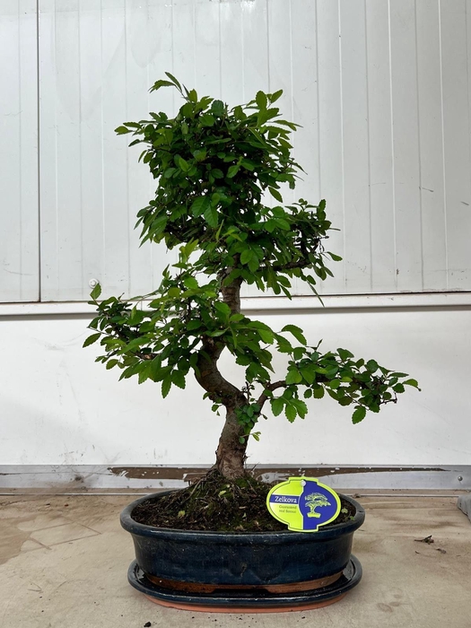 <h4>Zelkova parvifolia, 32cm., shape, with drip tray</h4>