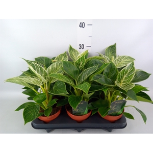 Philodendron   ...