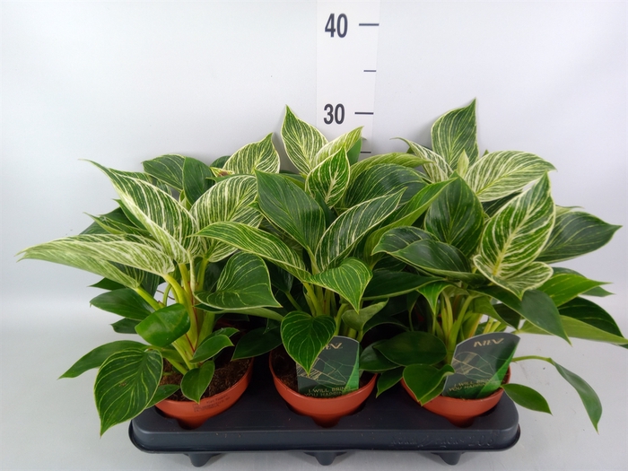 <h4>Philodendron   ...</h4>