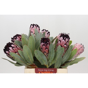 Protea African Didi