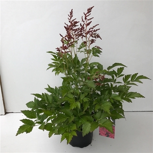 Astilbe roze in tray