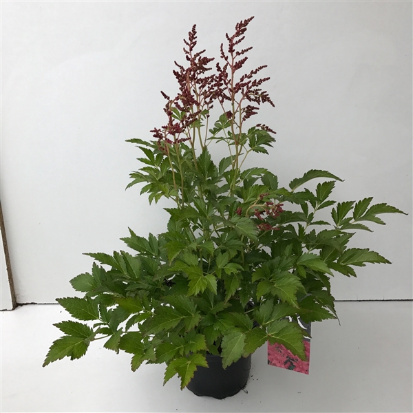 <h4>Astilbe roze</h4>