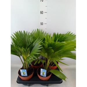 Livistona rotundifolia