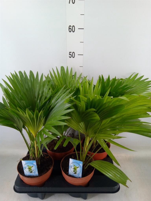 <h4>Livistona rotundifolia</h4>