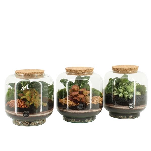 <h4>41546: Treasure time arrangement</h4>