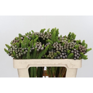 Cape Green Albiflora