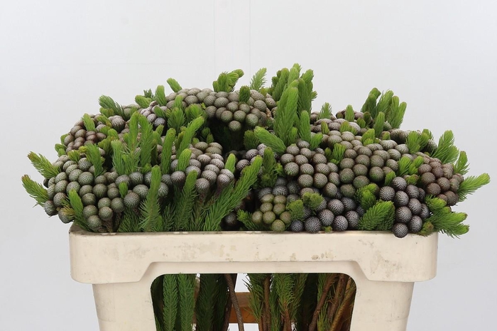 <h4>Cape Green Albiflora</h4>