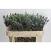 Eryngium Electric Dynamite