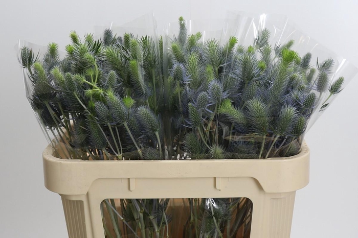 <h4>Eryngium Electric Dynamite</h4>