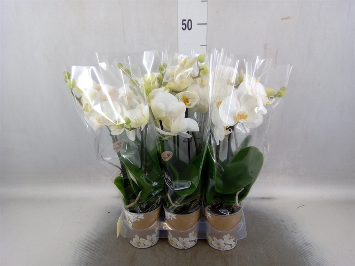 <h4>Phalaenopsis  'FC Grand Dessert'</h4>