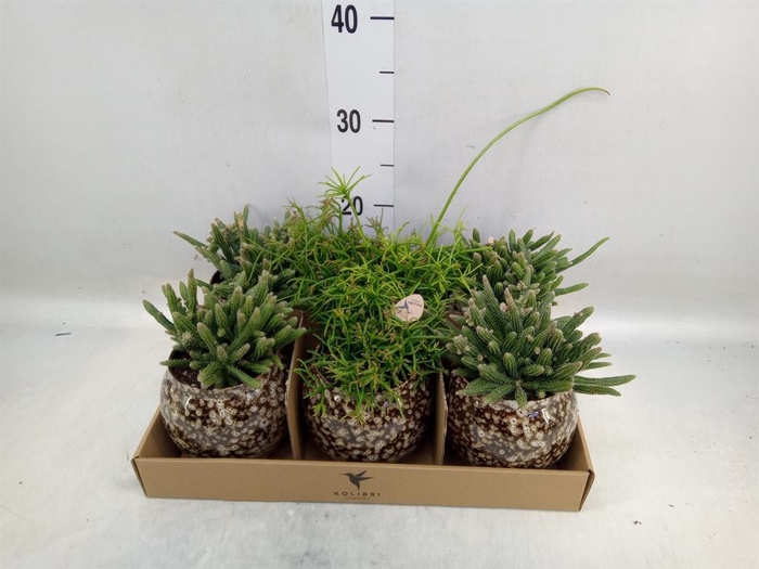 <h4>Rhipsalis   ...mix</h4>