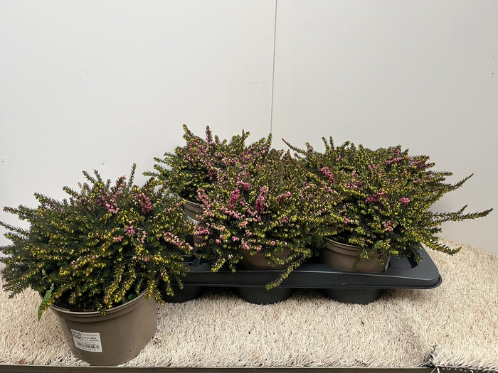 <h4>Erica dar. Kramer's Rote</h4>