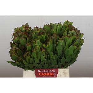 Leucadendron Goldstrike