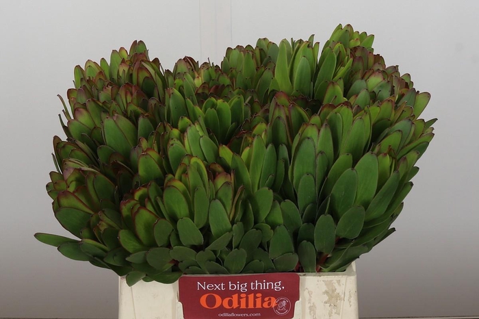<h4>Leucadendron Goldstrike</h4>