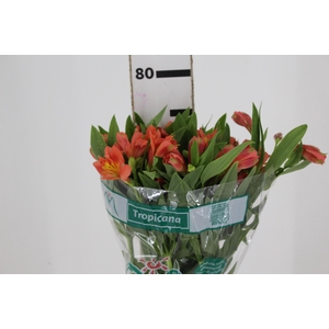 ALSTROEMERIA TROPICANA 080 CM