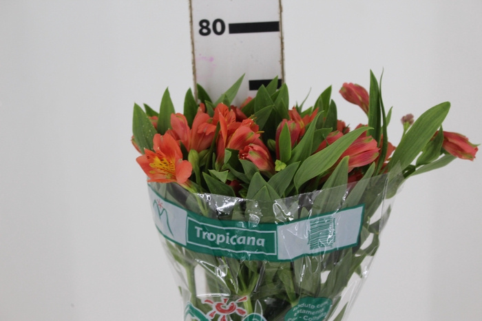 <h4>ALSTROEMERIA TROPICANA 080 CM</h4>