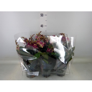 Phalaenopsis multi. 'Ant Chamonix'