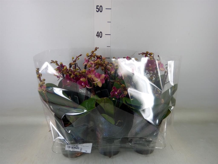 <h4>Phalaenopsis multi. 'Ant Chamonix'</h4>