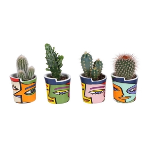 CACTUS MIX P6 L 67578