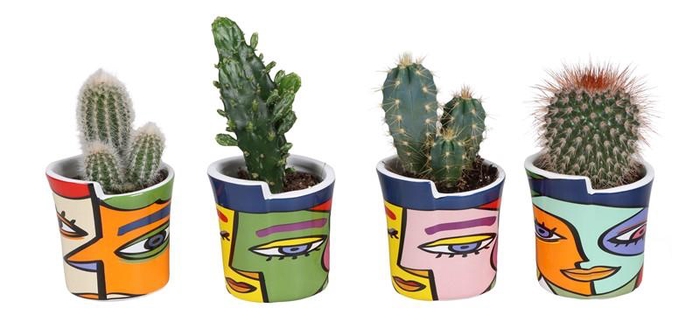 <h4>CACTUS MIX P6 L 67578</h4>