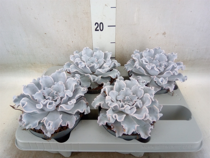 <h4>Echeveria   ...</h4>