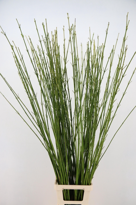 <h4>CORNUS S FLAVIRAMEA 140/150CM</h4>