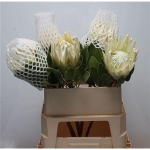 Protea Cy Arctic Ice
