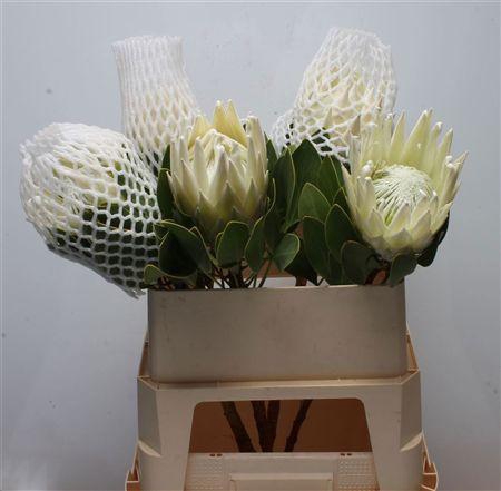 <h4>Protea Cy Arctic Ice</h4>