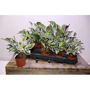 arr8 Calat Fusion White