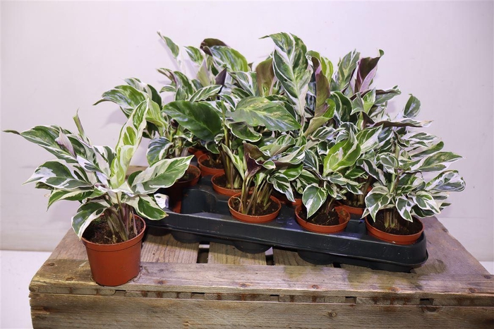 <h4>arr8 Calat Fusion White</h4>