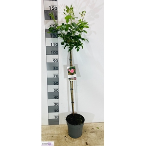 ROSA ST OV