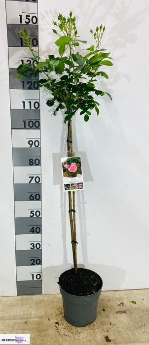 <h4>ROSA ST OV</h4>