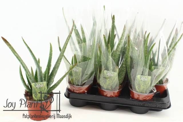 <h4>ALOE VERA</h4>