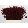 Anigozanthos Bush Ruby