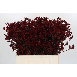 Anigozanthos Bush Ruby