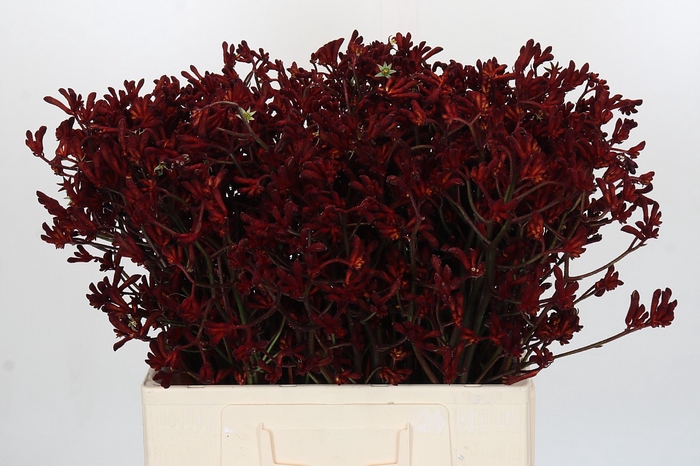 <h4>Anigozanthos Bush Ruby</h4>