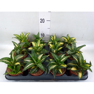 Sansevieria trifa. 'Hahnii'