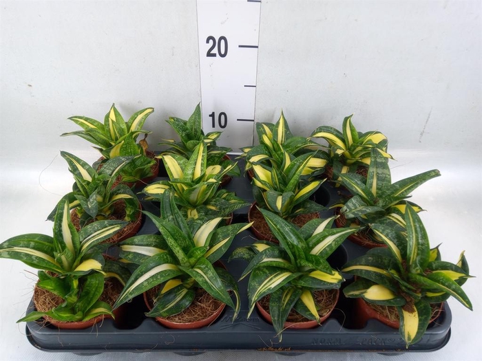 <h4>Sansevieria trifa. 'Hahnii'</h4>