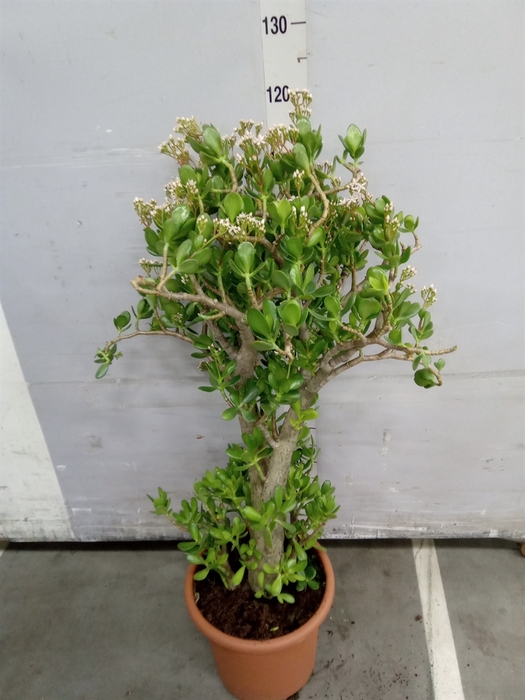 <h4>Crassula ovata</h4>