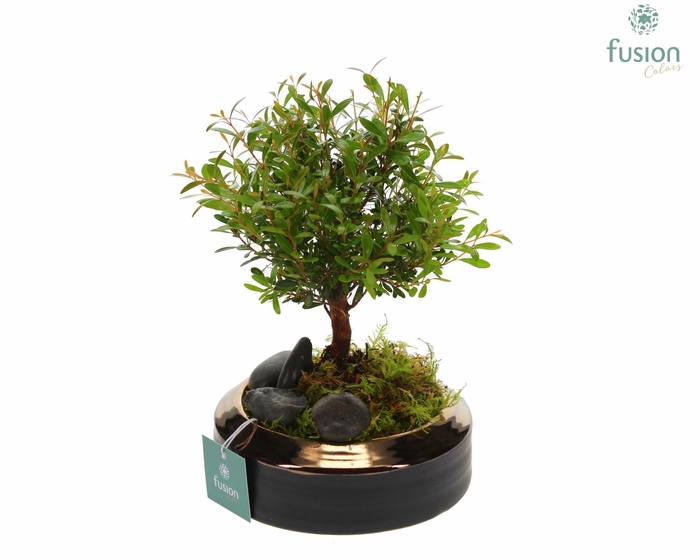 <h4>Schaal keramiek brons Small met Bonsai</h4>