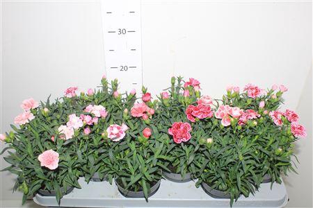 <h4>Dian Osc Gem</h4>