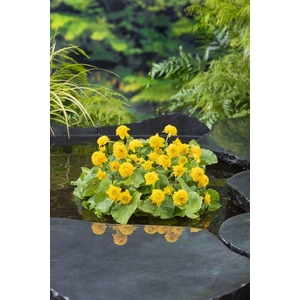 Caltha palustris 'Multiplex'