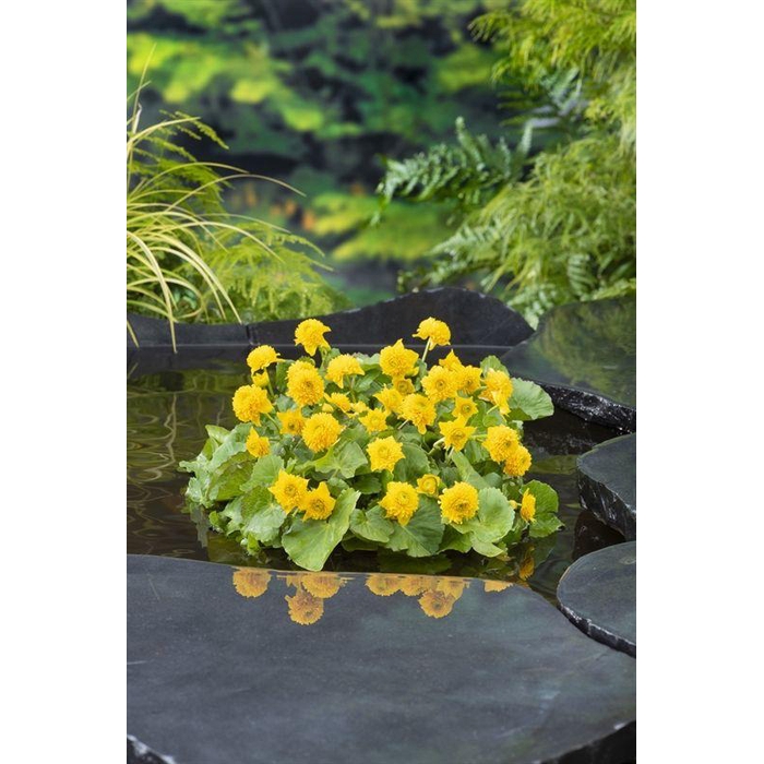 <h4>Caltha palustris 'Multiplex'</h4>