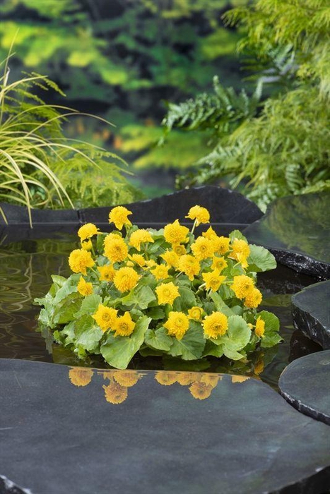 Caltha palustris 'Multiplex'