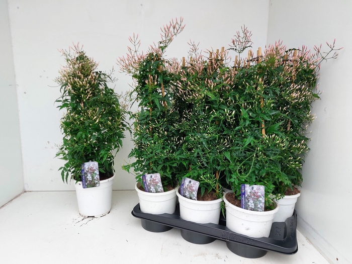 <h4>JASM POLYANTHUM WIT</h4>