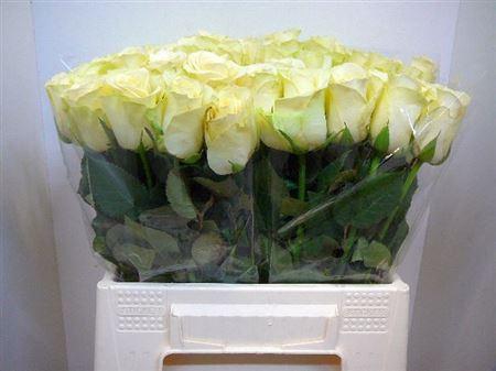 <h4>R Gr Snowstorm+</h4>